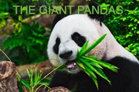 the giant panda eats bamboo