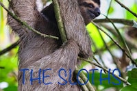 a sloth hanging from a tree with the words the sloths